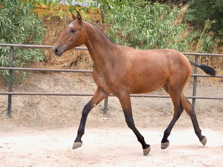 PRE Mix Mare 2 years 15.2 hh Bay in NAVAS DEL MADRONO
