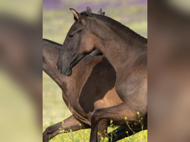 PRE Mix Mare 2 years 15.2 hh Black in Fuente Obejuna