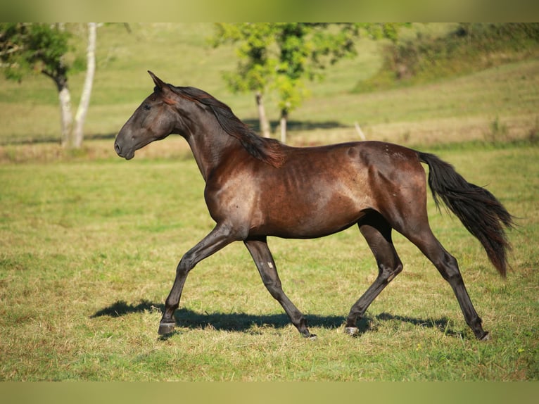 PRE Mare 2 years 15,2 hh Black in CAUMONT