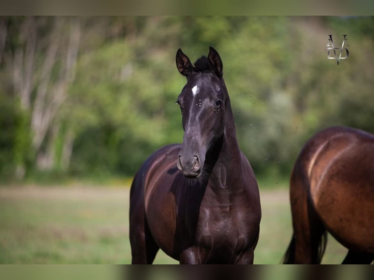 PRE Mix Mare 2 years 15,2 hh Black in La Vespière-Friardel