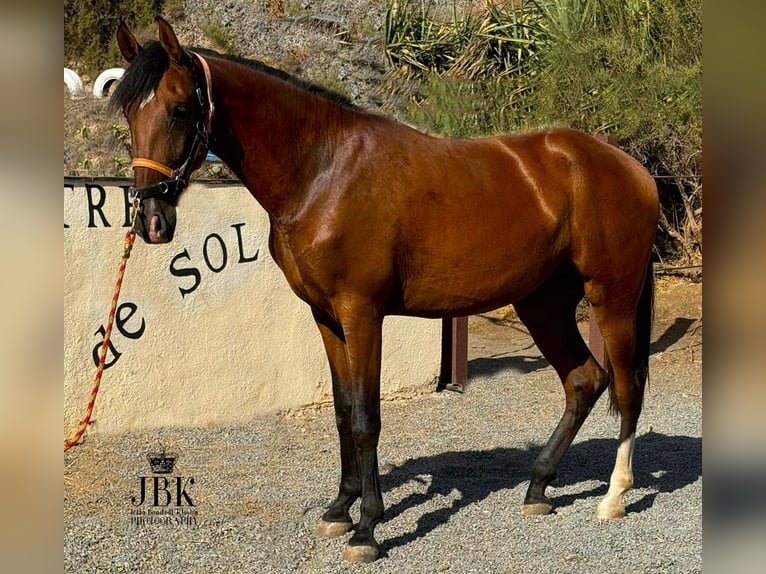 PRE Mare 2 years 15,2 hh Brown in Tabernas Almeria