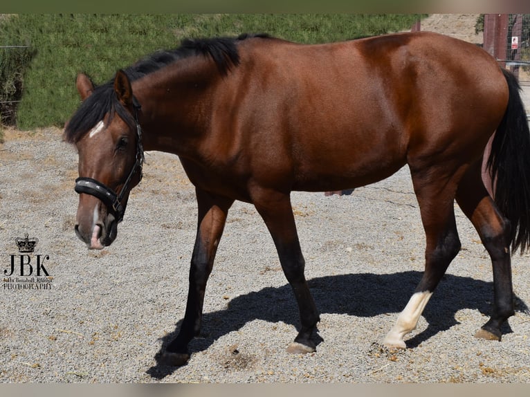 PRE Mare 2 years 15,2 hh Brown in Tabernas Almeria