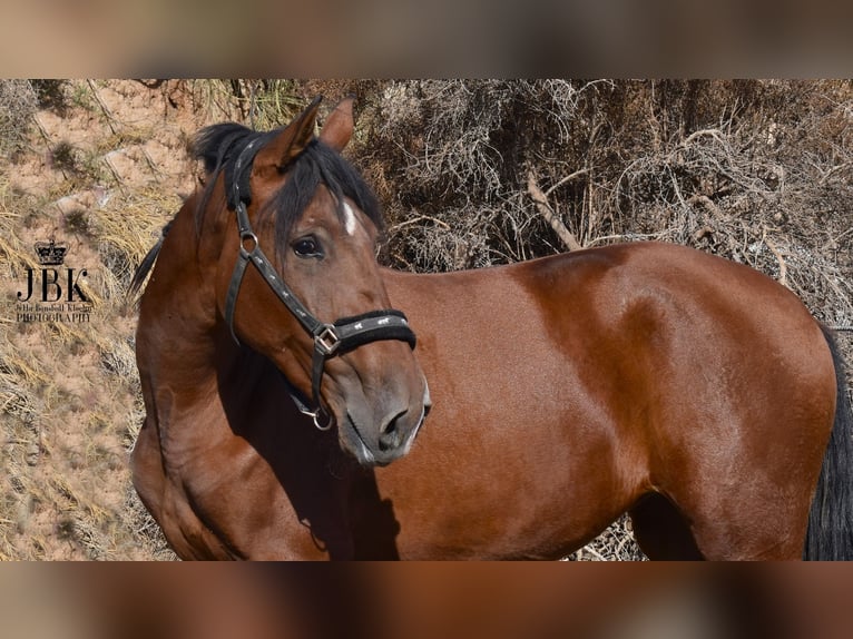 PRE Mare 2 years 15,2 hh Brown in Tabernas Almeria