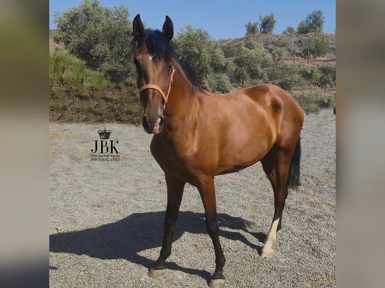 PRE Mare 2 years 15,2 hh Brown in Tabernas Almeria