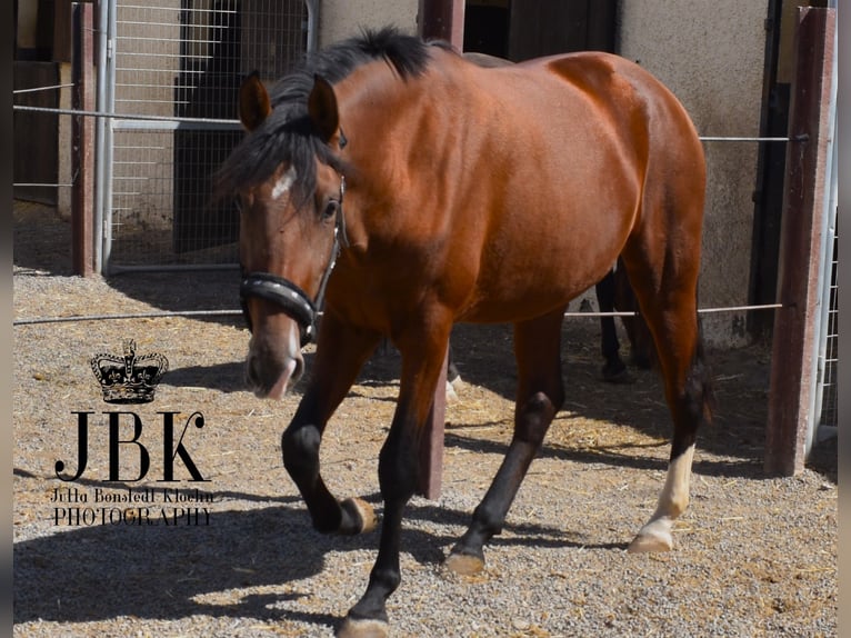 PRE Mare 2 years 15,2 hh Brown in Tabernas Almeria