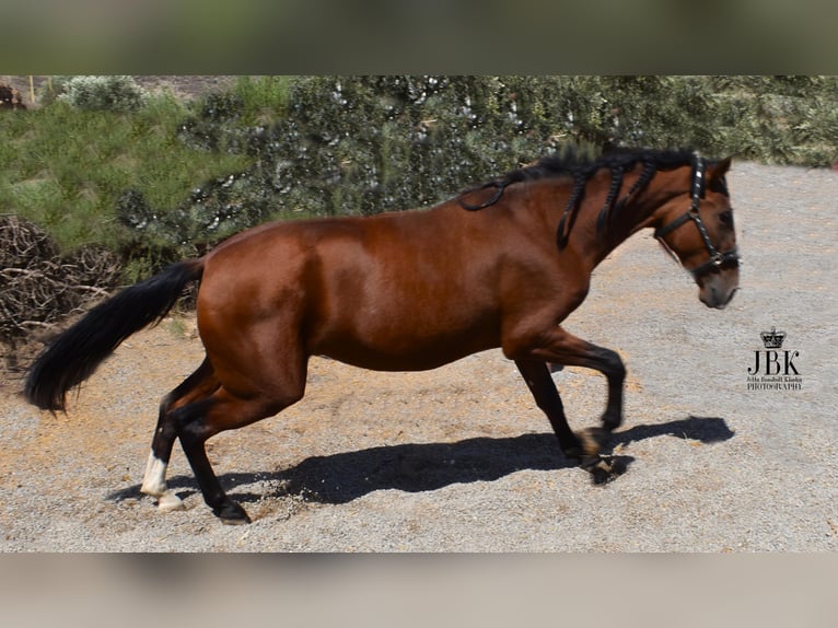 PRE Mare 2 years 15,2 hh Brown in Tabernas Almeria