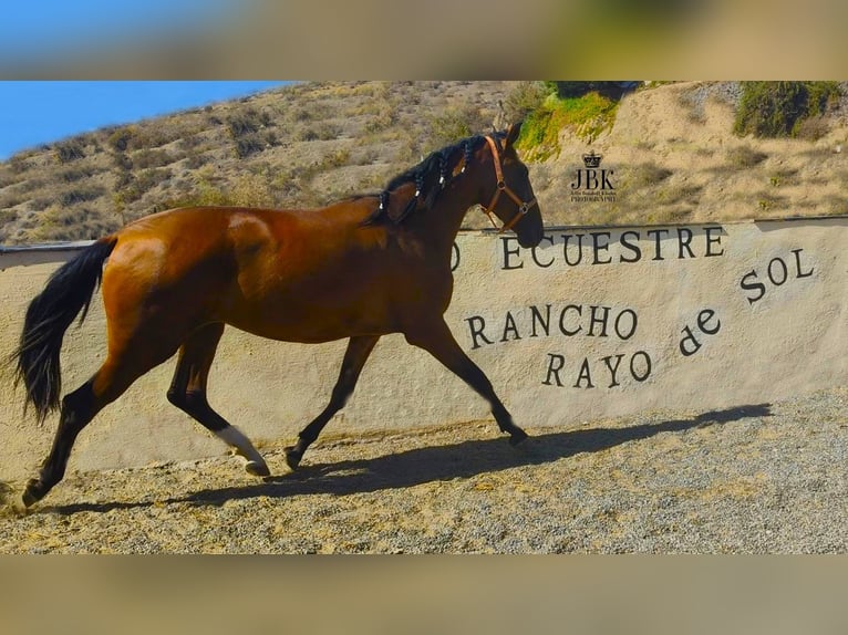 PRE Mare 2 years 15,2 hh Brown in Tabernas Almeria