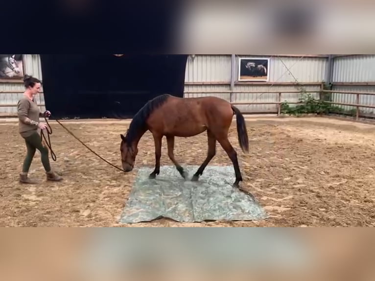 PRE Mix Mare 2 years 15,2 hh Brown in Postfeld