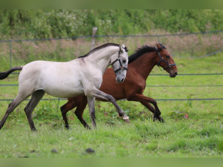 PRE Mix Mare 2 years 15,2 hh Brown in Postfeld