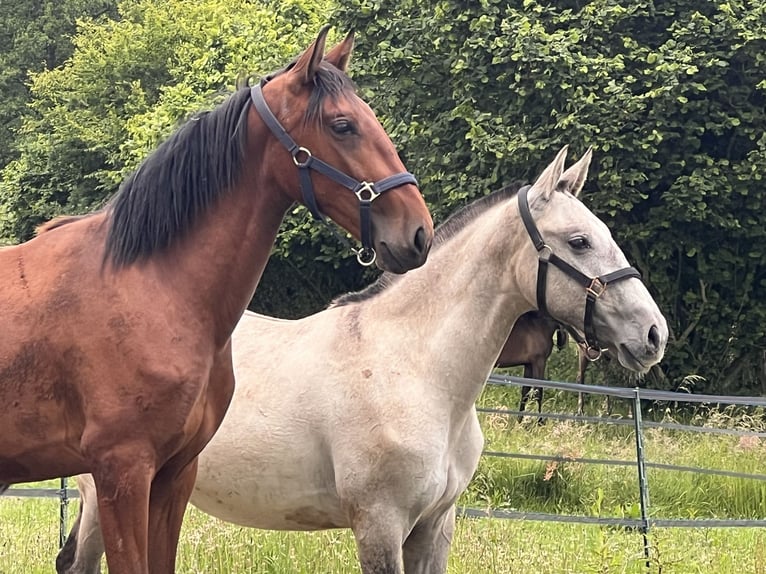 PRE Mix Mare 2 years 15,2 hh Brown in Postfeld