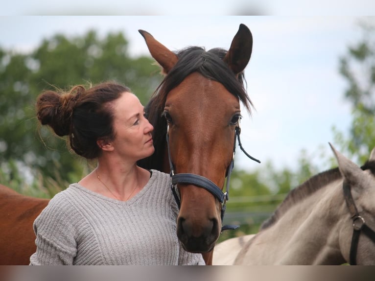 PRE Mix Mare 2 years 15,2 hh Brown in Postfeld