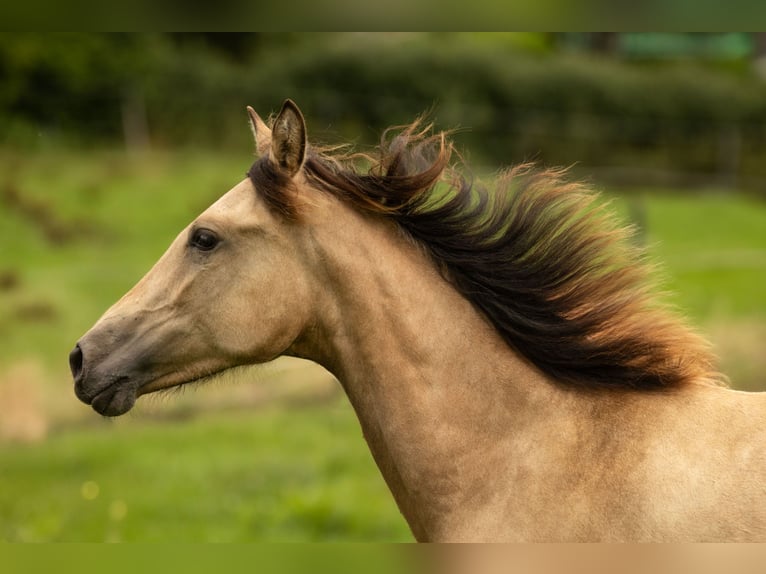 PRE Mare 2 years 15,2 hh Buckskin in Feuchtwangen