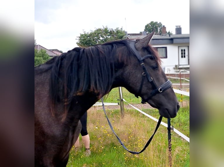 PRE Mix Mare 2 years 15,2 hh Can be white in Munster