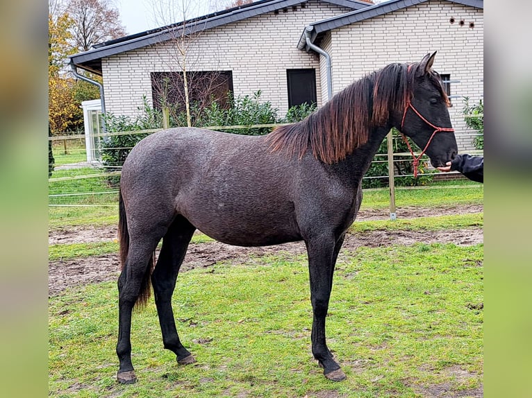 PRE Mix Mare 2 years 15,2 hh Can be white in Munster