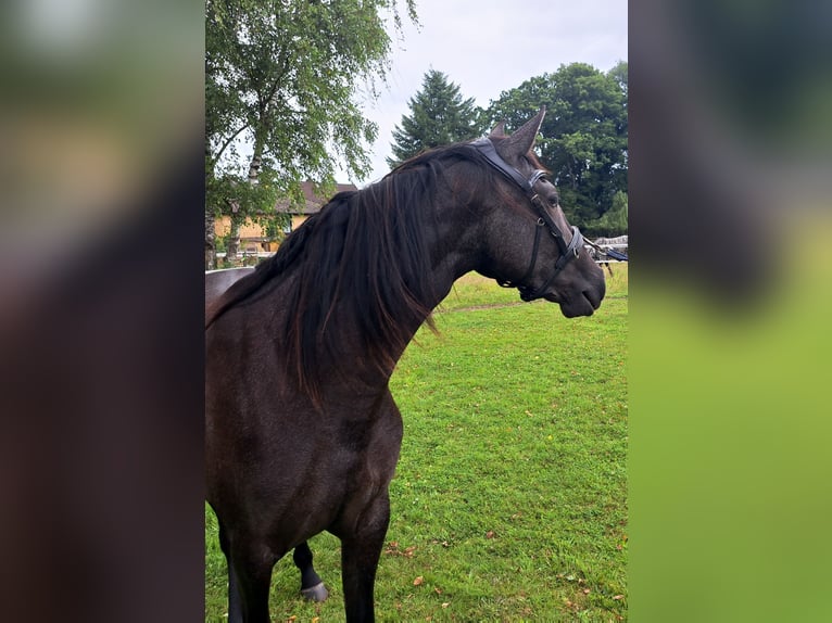 PRE Mix Mare 2 years 15,2 hh Can be white in Munster