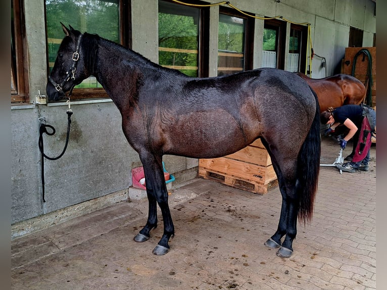 PRE Mix Mare 2 years 15,2 hh Can be white in Munster