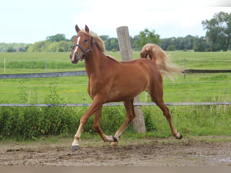 PRE Mare 2 years 15,2 hh Chestnut-Red in Wremen