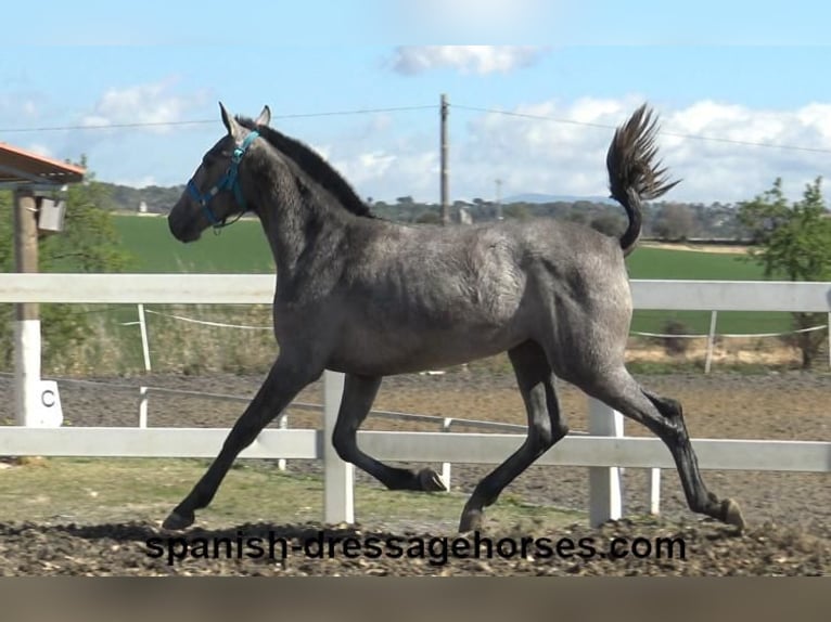 PRE Mix Mare 2 years 15,2 hh Gray in Barcelona