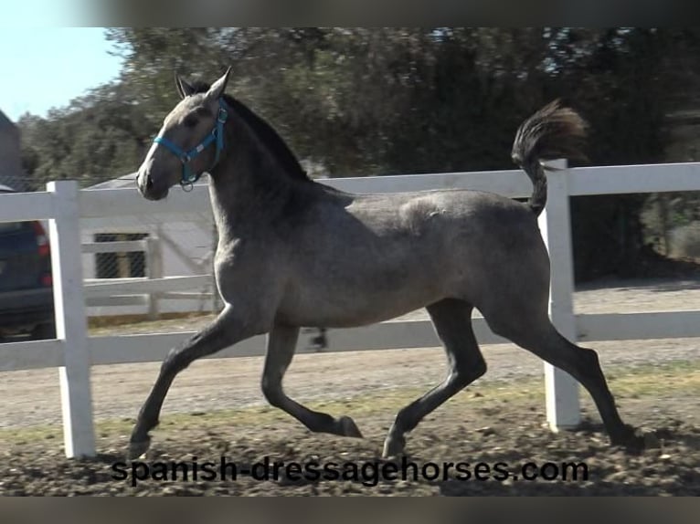 PRE Mix Mare 2 years 15,2 hh Gray in Barcelona