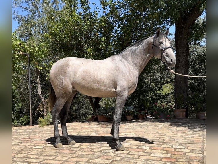 PRE Mare 2 years 15,2 hh Gray in Andujar