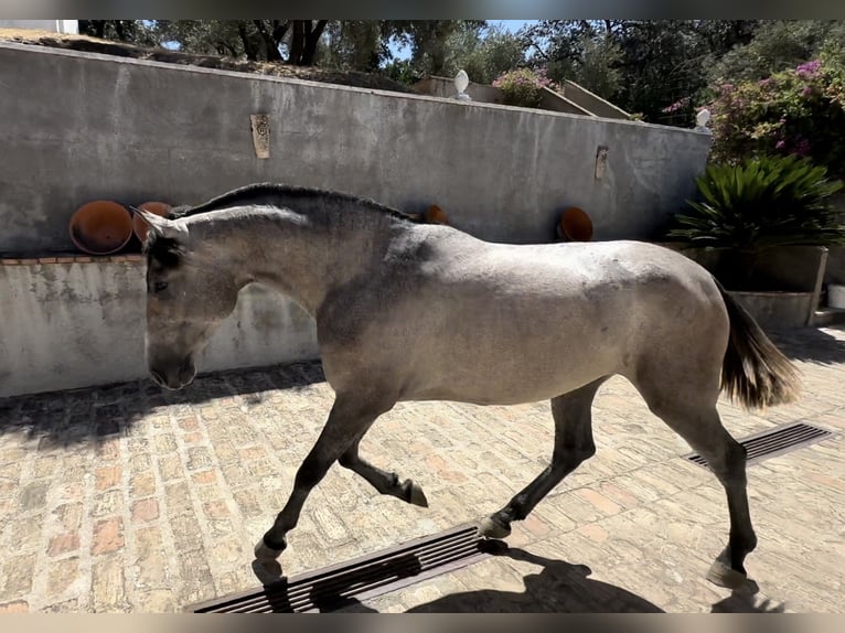 PRE Mare 2 years 15,2 hh Gray in Andujar