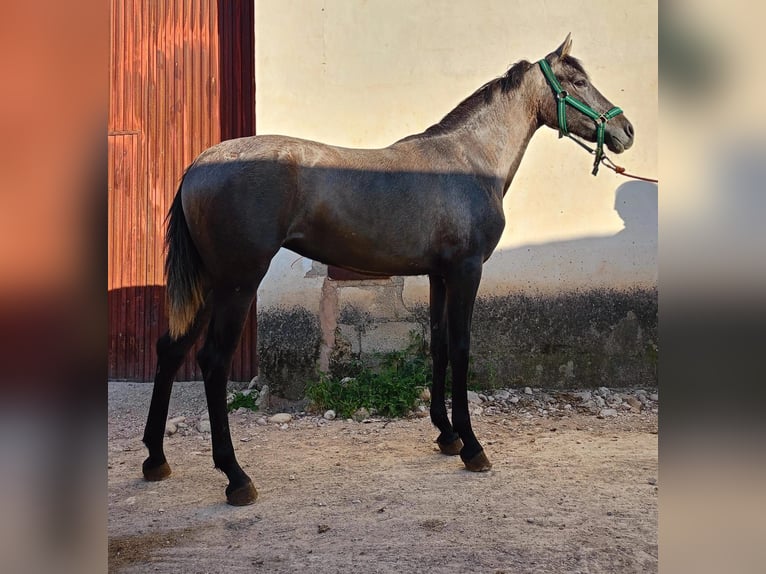 PRE Mare 2 years 15,2 hh Gray in L&#39;Alcúdia