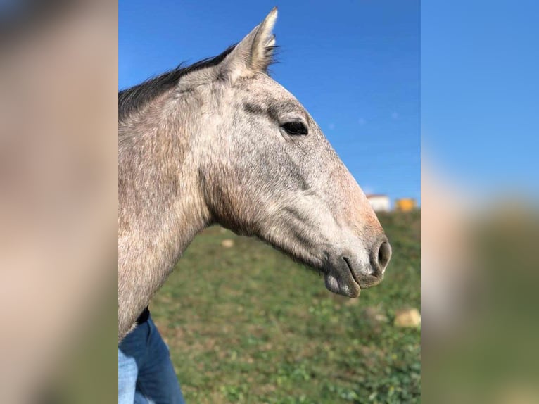 PRE Mare 2 years 15,2 hh Gray in Spanien