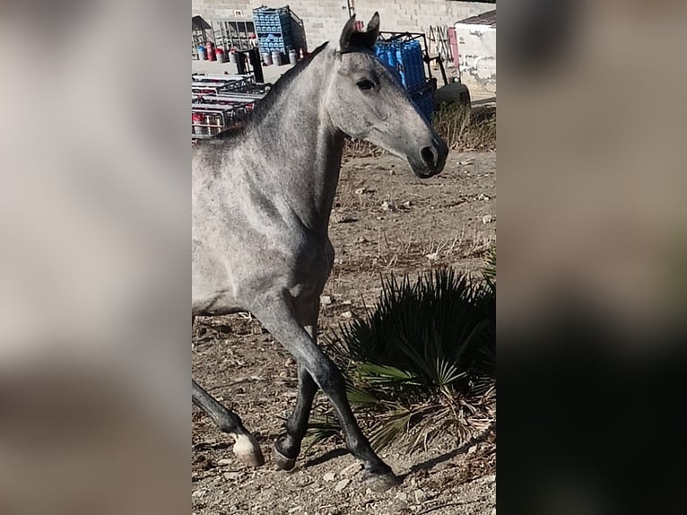 PRE Mare 2 years 15,2 hh Gray in Spanien