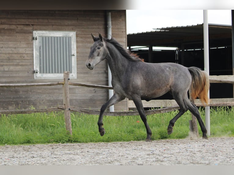 PRE Mix Mare 2 years 15.2 hh Grey in Alveringem