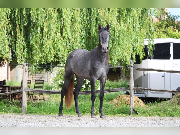 PRE Mix Mare 2 years 15.2 hh Grey in Alveringem