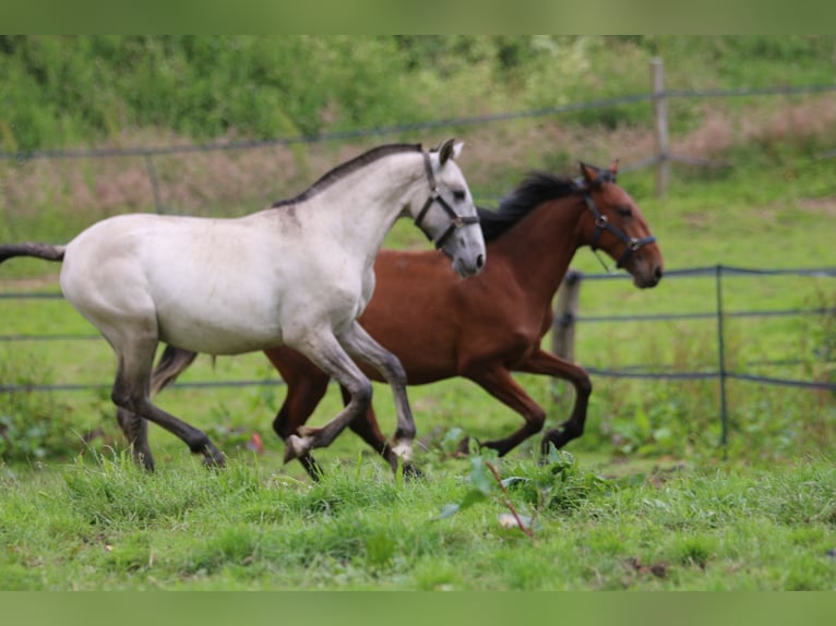 PRE Mix Mare 2 years 15,2 hh Grullo in Postfeld