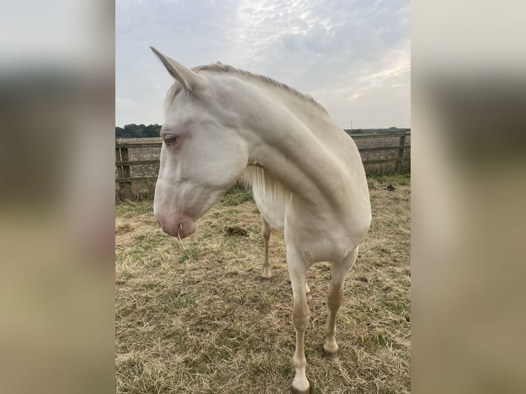 PRE Mix Mare 2 years 15,2 hh Perlino in Oxford