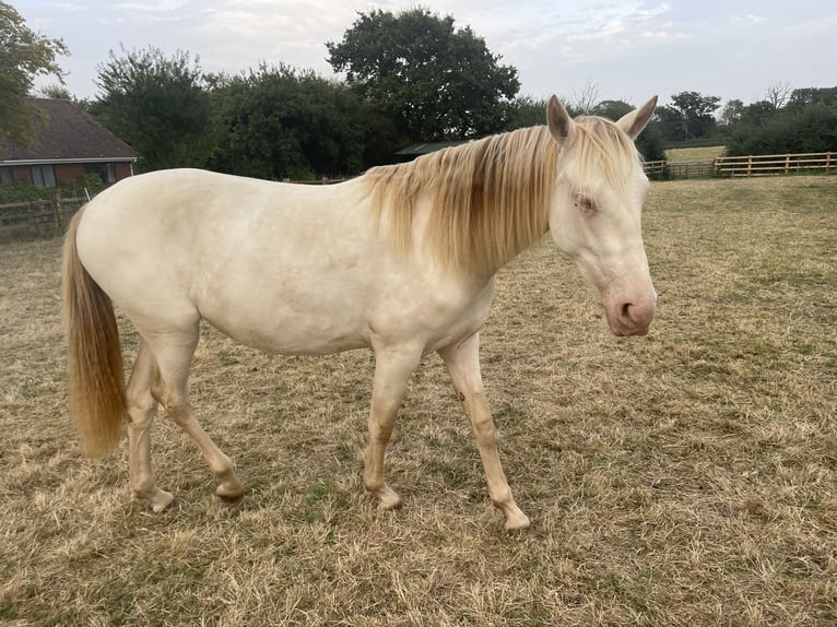 PRE Mix Mare 2 years 15,2 hh Perlino in Oxford