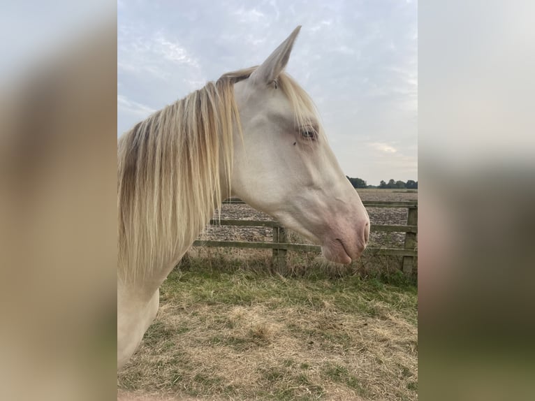 PRE Mix Mare 2 years 15,2 hh Perlino in Oxford