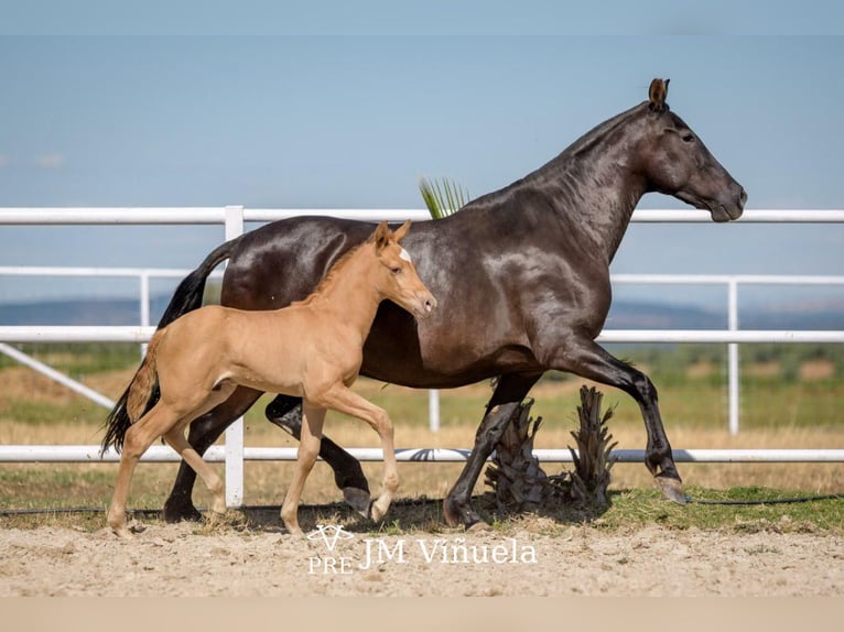 PRE Mix Mare 2 years 15,3 hh Black in Brauweiler