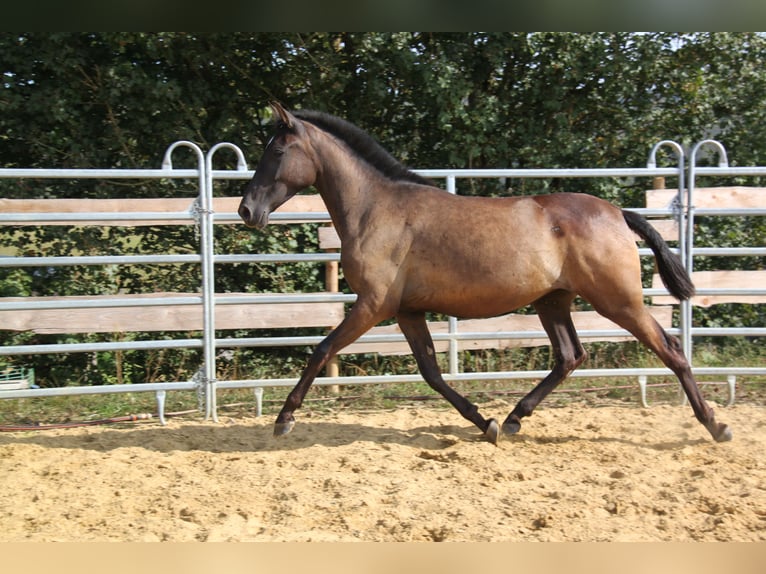 PRE Mix Mare 2 years 15,3 hh Black in Brauweiler