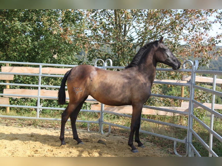 PRE Mix Mare 2 years 15,3 hh Black in Brauweiler