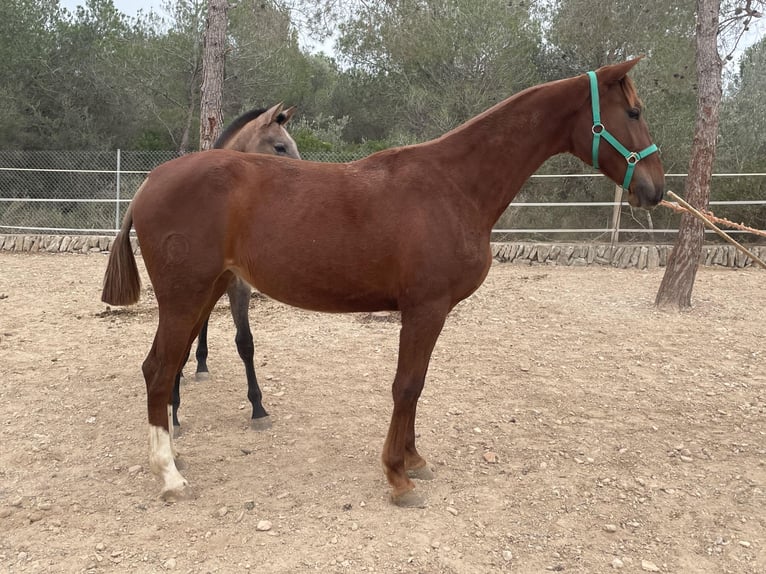 PRE Mare 2 years 15,3 hh Chestnut-Red in Amposta