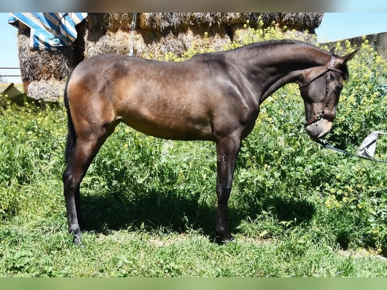 PRE Mare 2 years 15.3 hh Dun in Provinz Granada