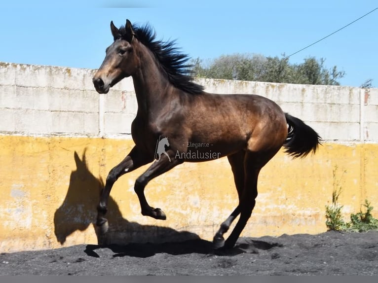 PRE Mare 2 years 15.3 hh Dun in Provinz Granada
