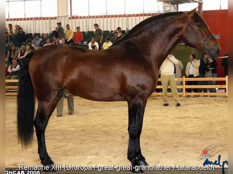 PRE Mare 2 years 15.3 hh Dun in Provinz Granada