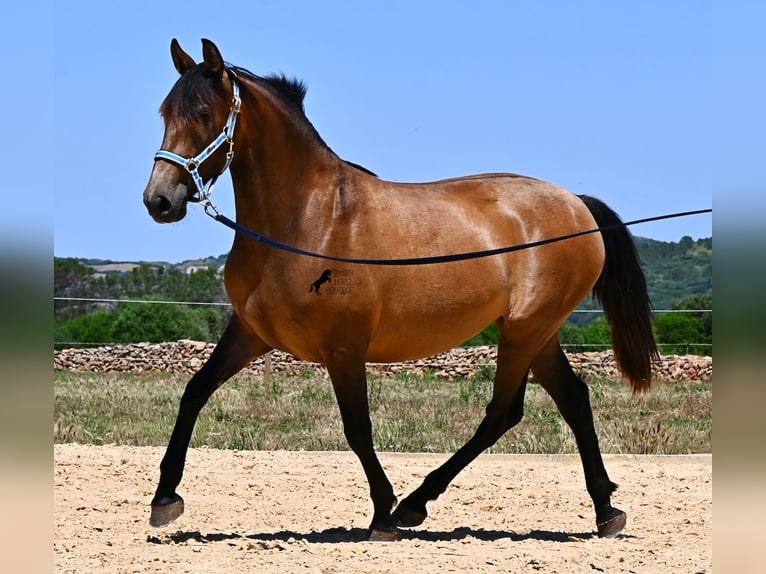 PRE Mix Mare 2 years 15.3 hh Dun in Menorca