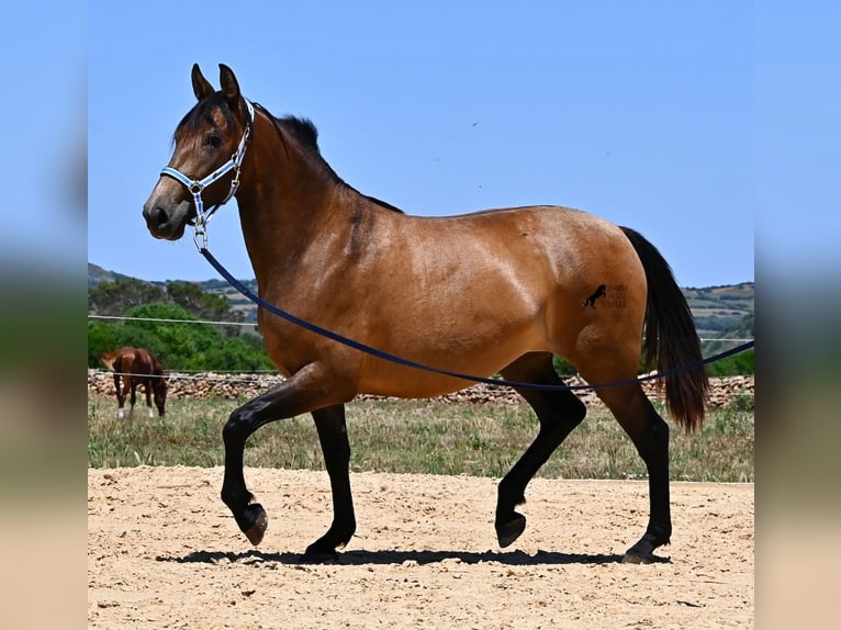 PRE Mix Mare 2 years 15.3 hh Dun in Menorca