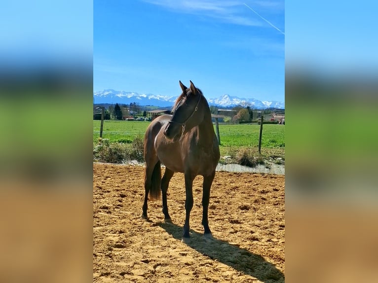 PRE Mix Mare 2 years 15 hh Black in DUFFORT