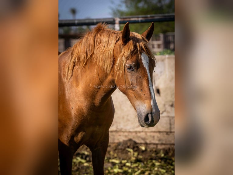 PRE Mare 2 years 15 hh Chestnut-Red in Rafelguaraf