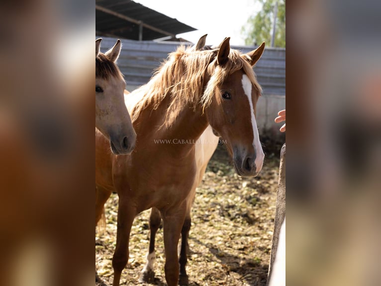 PRE Mare 2 years 15 hh Chestnut-Red in Rafelguaraf