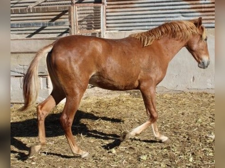 PRE Mare 2 years 15 hh Chestnut-Red in Rafelguaraf