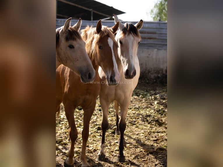 PRE Mare 2 years 15 hh Chestnut-Red in Rafelguaraf