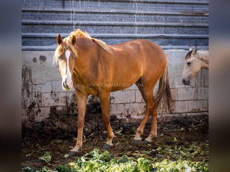 PRE Mare 2 years 15 hh Chestnut-Red in Rafelguaraf