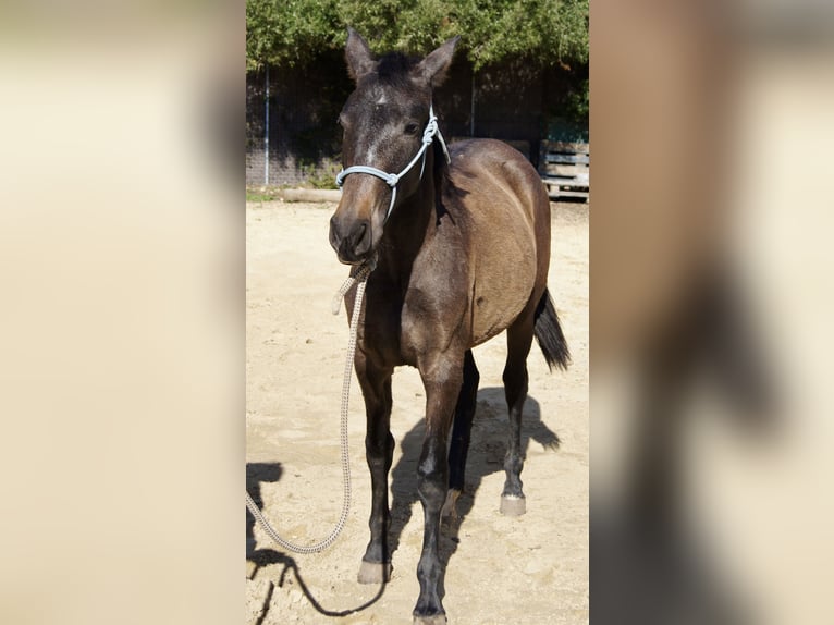 PRE Mix Mare 2 years 15 hh Grey in Tarifa